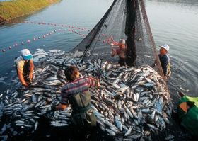 月報：2018年11月中國魚粉市場分析報告